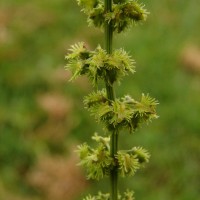 Rumex nepalensis Spreng.